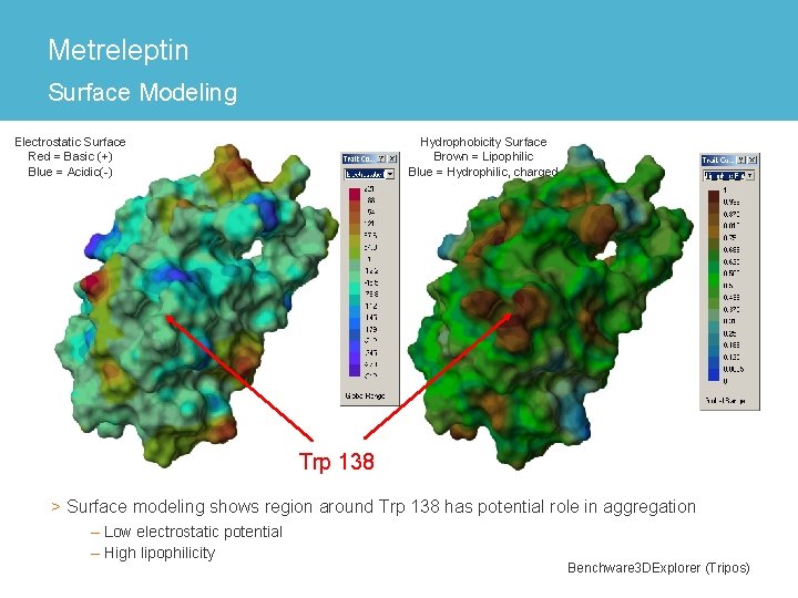 Metreleptin Surface Modeling Electrostatic Surface Red = Basic (+) Blue = Acidic(-) Hydrophobicity Surface