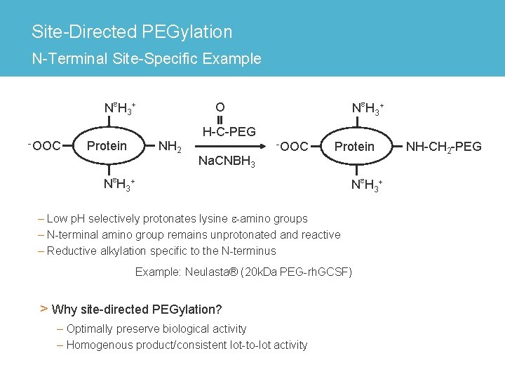 Site-Directed PEGylation N-Terminal Site-Specific Example Ne. H 3+ -OOC Protein Ne. H 3+ O