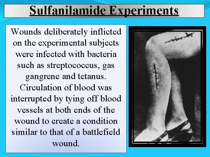 Sulfanilamide Experiments Wounds deliberately inflicted on the experimental subjects were infected with bacteria such