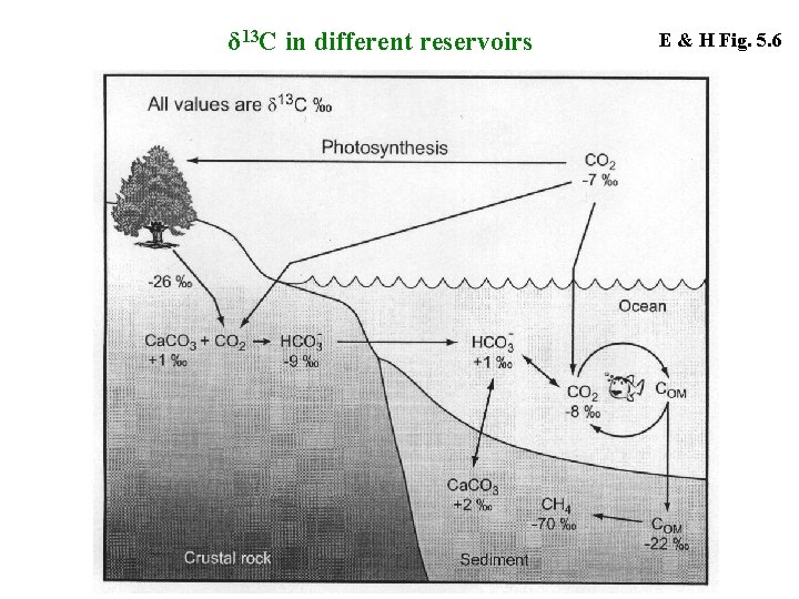 δ 13 C in different reservoirs E & H Fig. 5. 6 