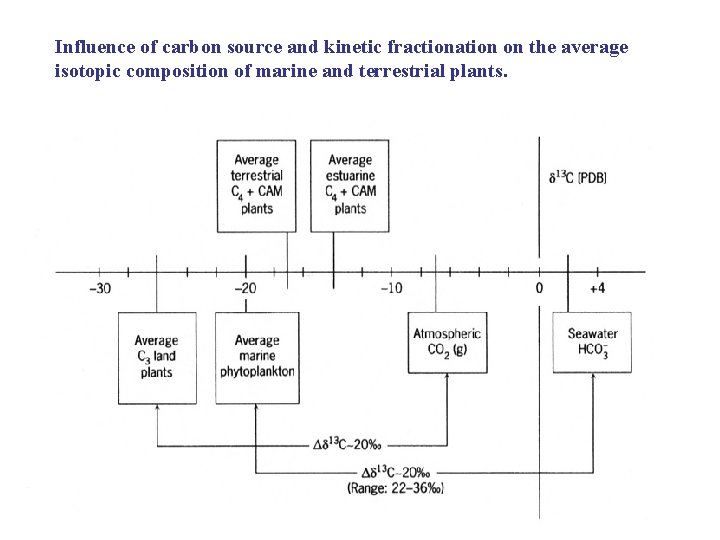 Influence of carbon source and kinetic fractionation on the average isotopic composition of marine