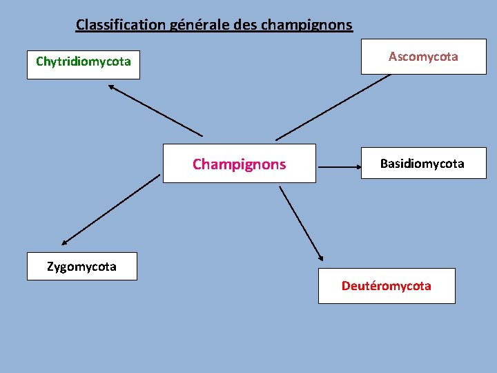 Classification générale des champignons Ascomycota Chytridiomycota Champignons Basidiomycota Zygomycota Deutéromycota 