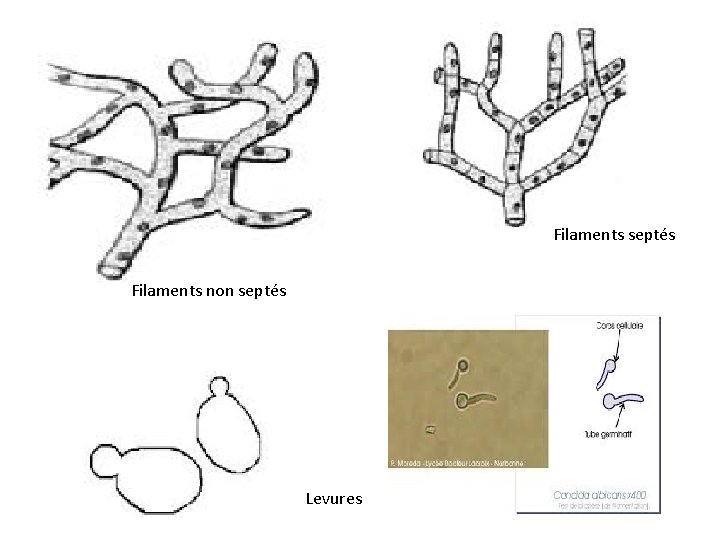 Filaments septés Filaments non septés Levures 