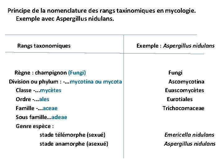 Principe de la nomenclature des rangs taxinomiques en mycologie. Exemple avec Aspergillus nidulans. Rangs