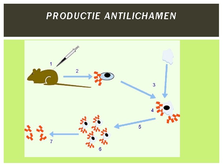 PRODUCTIE ANTILICHAMEN 