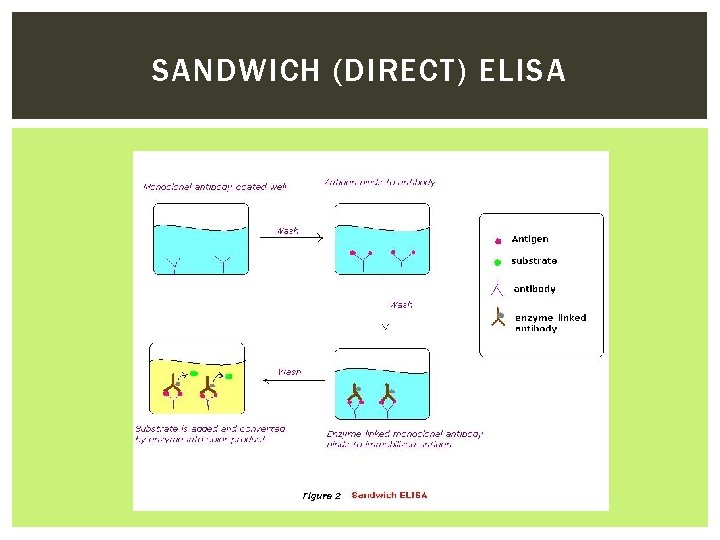 SANDWICH (DIRECT) ELISA 