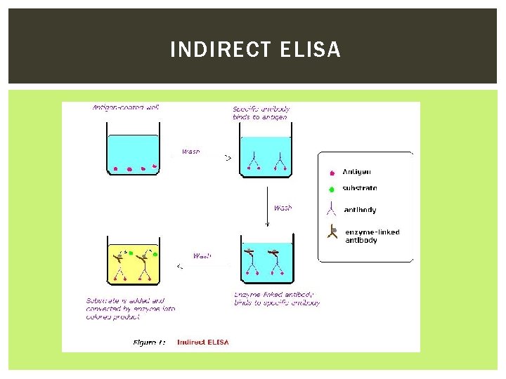 INDIRECT ELISA 