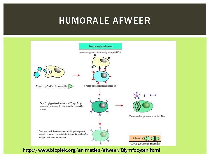 HUMORALE AFWEER http: //www. bioplek. org/animaties/afweer/Blymfocyten. html 