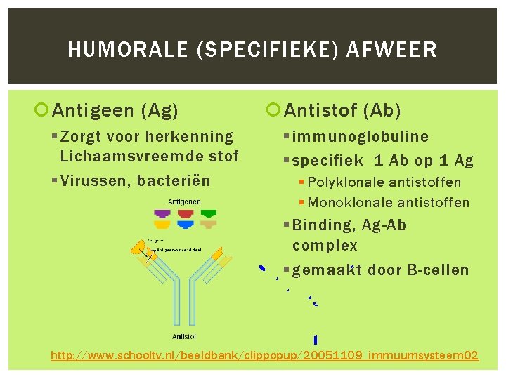 HUMORALE (SPECIFIEKE) AFWEER Antigeen (Ag) § Zorgt voor herkenning Lichaamsvreemde stof § Virussen, bacteriën