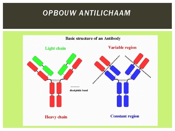 OPBOUW ANTILICHAAM 