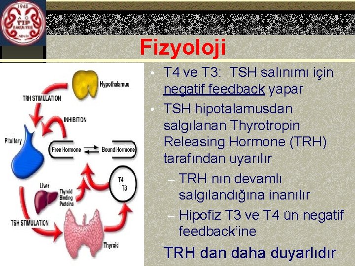 Fizyoloji • T 4 ve T 3: TSH salınımı için A Ü T F