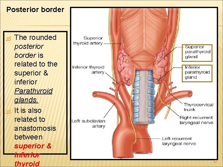 Posterior border The rounded posterior border is related to the superior & inferior Parathyroid Posterior border The rounded posterior border is related to the superior & inferior Parathyroid