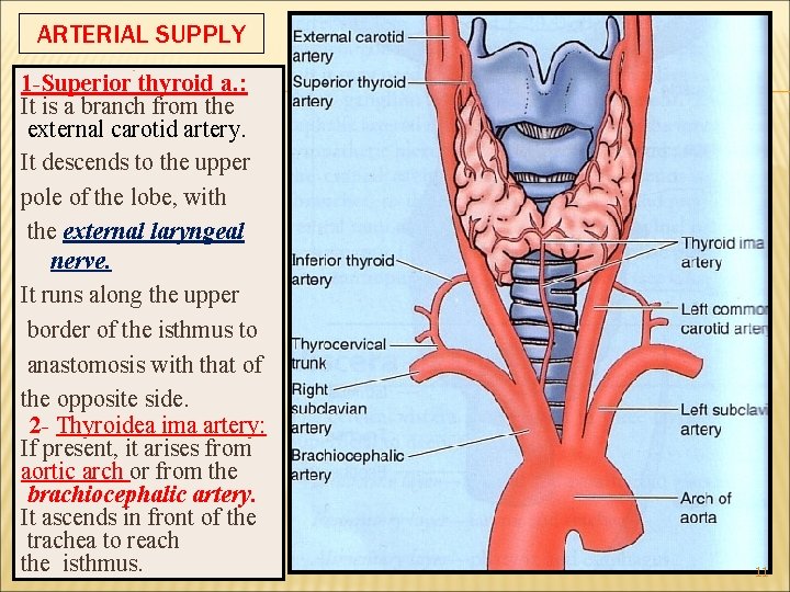 ARTERIAL SUPPLY : 1 -Superior thyroid a. : It is a branch from the ARTERIAL SUPPLY : 1 -Superior thyroid a. : It is a branch from the