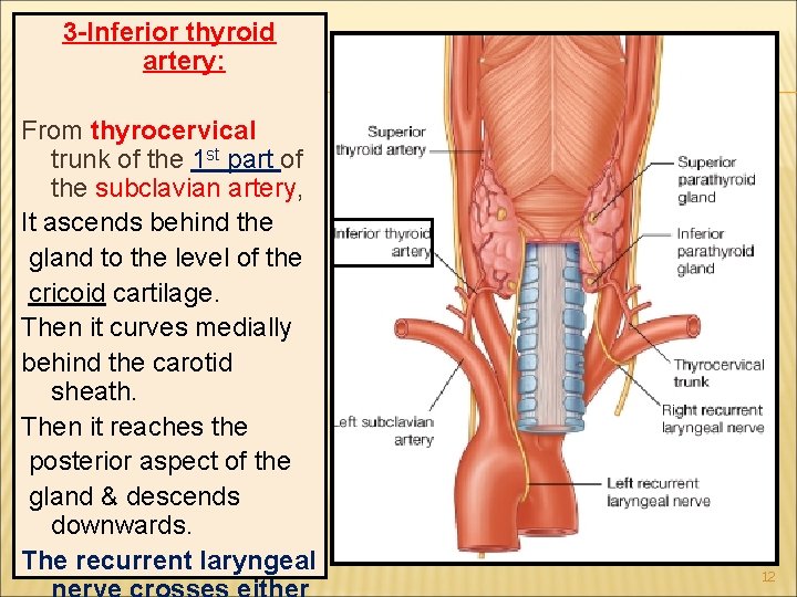 3 -Inferior thyroid artery: From thyrocervical trunk of the 1 st part of the 3 -Inferior thyroid artery: From thyrocervical trunk of the 1 st part of the