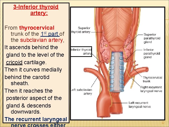 3 -Inferior thyroid artery: From thyrocervical trunk of the 1 st part of the