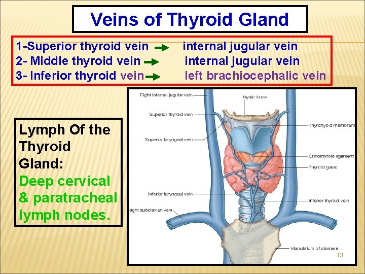 Veins of Thyroid Gland 1 -Superior thyroid vein 2 - Middle thyroid vein 3 Veins of Thyroid Gland 1 -Superior thyroid vein 2 - Middle thyroid vein 3