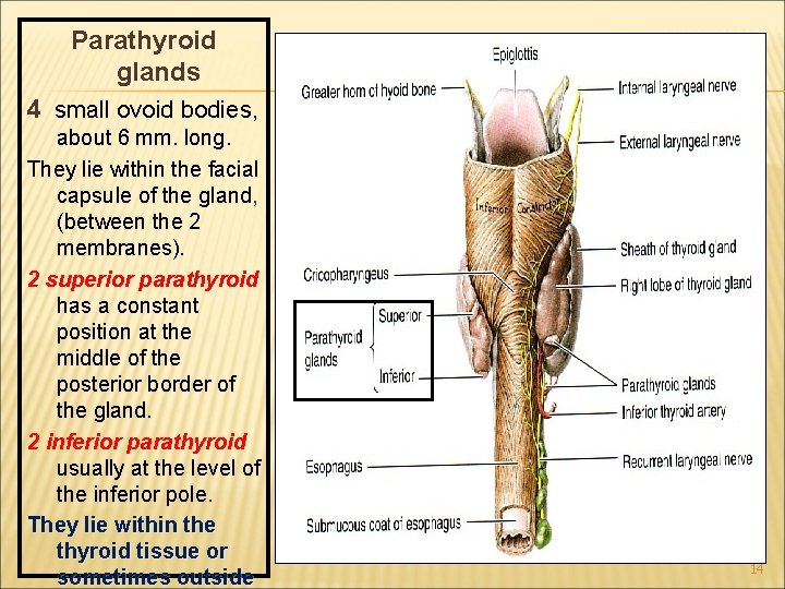 Parathyroid glands 4 small ovoid bodies, about 6 mm. long. They lie within the