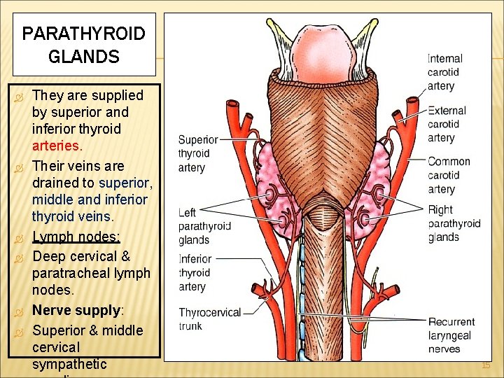 PARATHYROID GLANDS They are supplied by superior and inferior thyroid arteries. Their veins are PARATHYROID GLANDS They are supplied by superior and inferior thyroid arteries. Their veins are