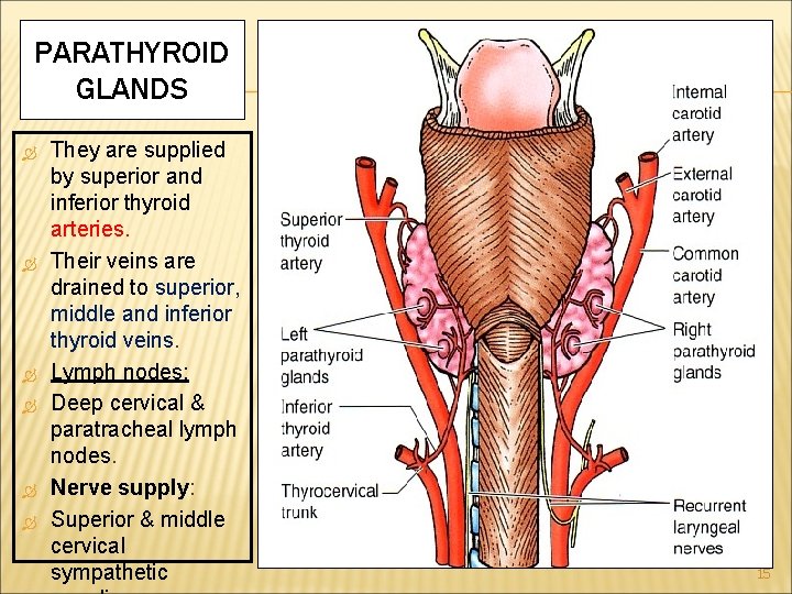 PARATHYROID GLANDS They are supplied by superior and inferior thyroid arteries. Their veins are