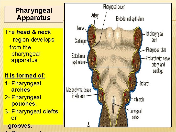 Pharyngeal Apparatus The head & neck region develops from the pharyngeal apparatus. It is