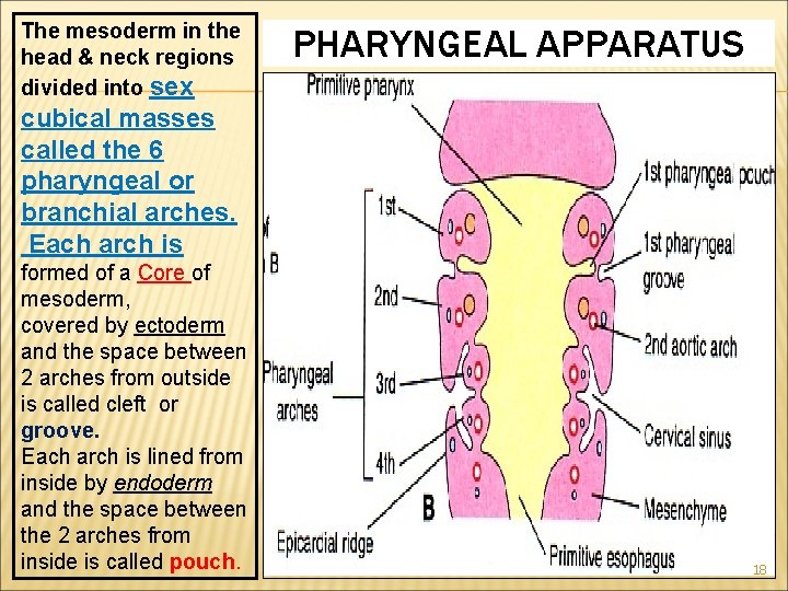 The mesoderm in the head & neck regions divided into sex PHARYNGEAL APPARATUS cubical