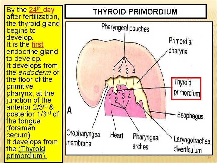 By the 24 th day after fertilization, the thyroid gland begins to develop. It By the 24 th day after fertilization, the thyroid gland begins to develop. It