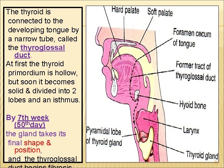 The thyroid is connected to the developing tongue by a narrow tube, called the