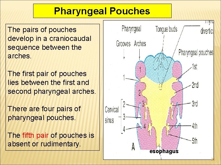 Pharyngeal Pouches The pairs of pouches develop in a craniocaudal sequence between the arches.