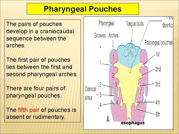 Pharyngeal Pouches The pairs of pouches develop in a craniocaudal sequence between the arches. Pharyngeal Pouches The pairs of pouches develop in a craniocaudal sequence between the arches.
