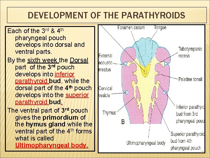 DEVELOPMENT OF THE PARATHYROIDS Each of the 3 rd & 4 th pharyngeal pouch