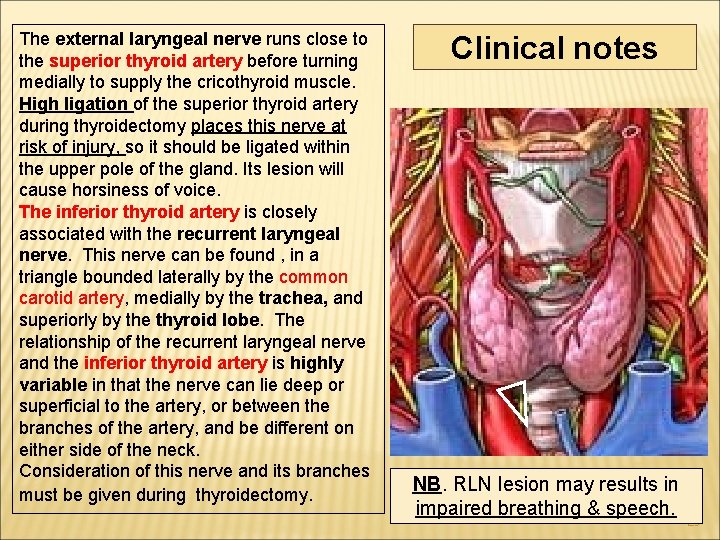 The external laryngeal nerve runs close to the superior thyroid artery before turning medially