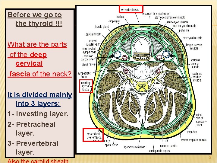 Before we go to the thyroid !!! What are the parts of the deep