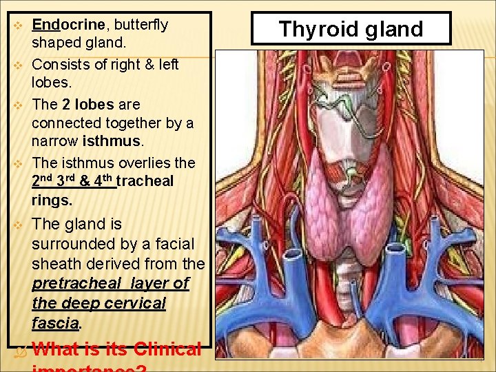 v v Endocrine, butterfly shaped gland. Consists of right & left lobes. The 2