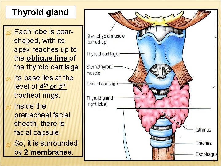 Thyroid gland Each lobe is pear- shaped, with its apex reaches up to the