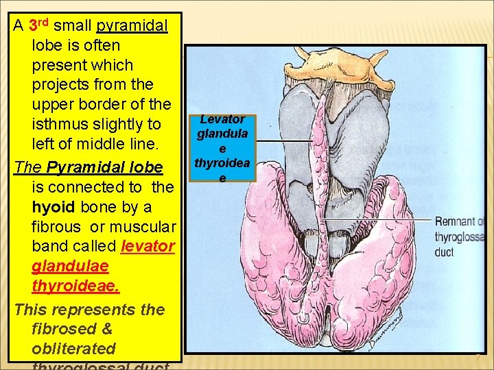 A 3 rd small pyramidal lobe is often present which projects from the upper
