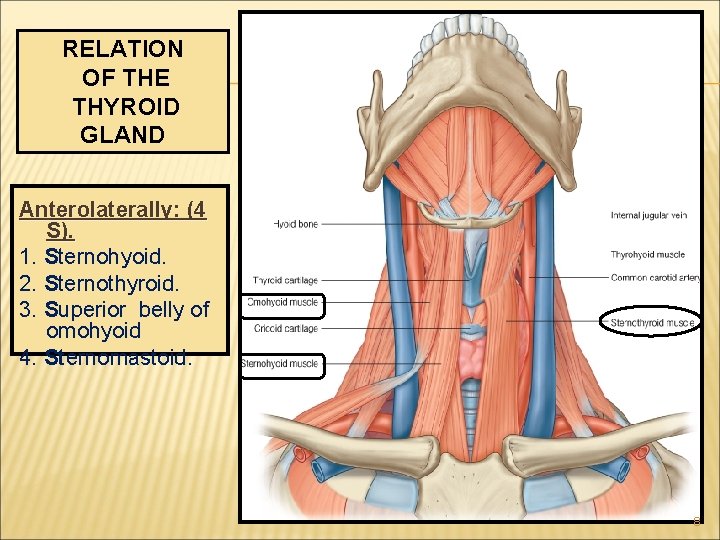 RELATION OF THE THYROID GLAND Anterolaterally: (4 S). 1. Sternohyoid. 2. Sternothyroid. 3. Superior