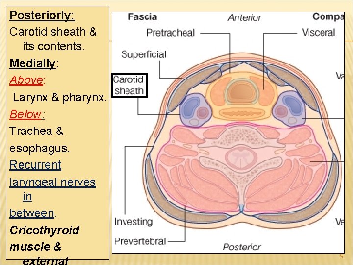 Posteriorly: Carotid sheath & its contents. Medially: Above: Larynx & pharynx. Below: Trachea &