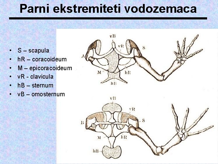 Parni ekstremiteti vodozemaca • • • S – scapula h. R – coracoideum M