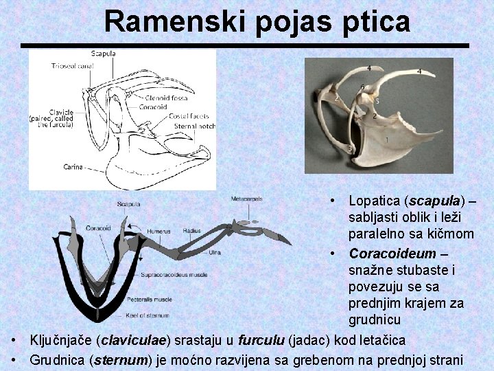 Ramenski pojas ptica • Lopatica (scapula) – sabljasti oblik i leži paralelno sa kičmom
