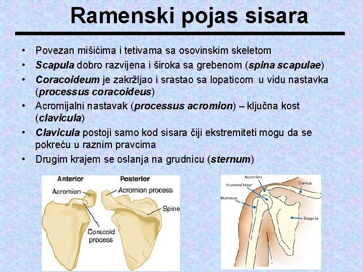 Ramenski pojas sisara • Povezan mišićima i tetivama sa osovinskim skeletom • Scapula dobro