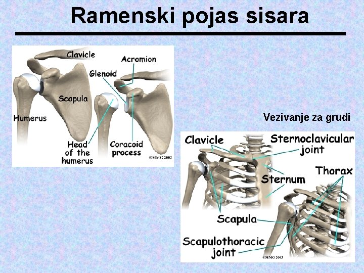 Ramenski pojas sisara Vezivanje za grudi 