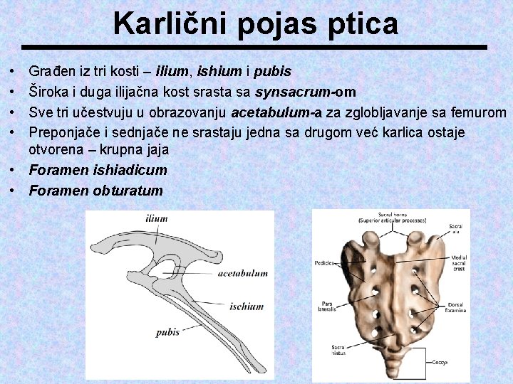 Karlični pojas ptica • • Građen iz tri kosti – ilium, ishium i pubis