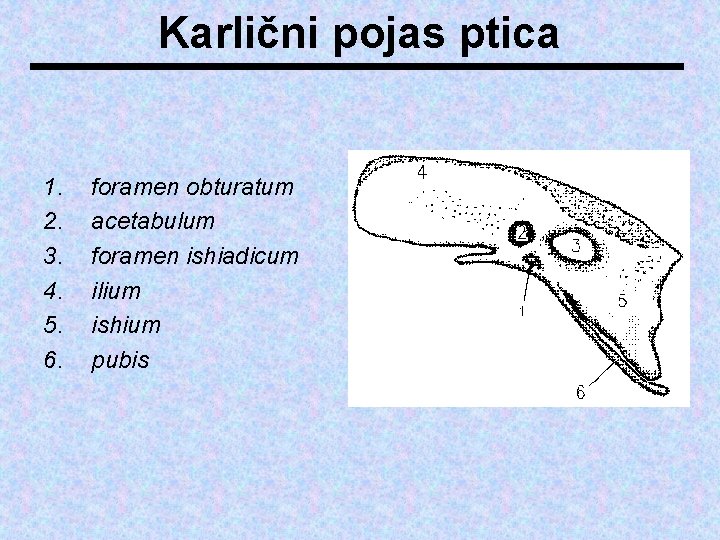 Karlični pojas ptica 1. 2. 3. 4. 5. 6. foramen obturatum acetabulum foramen ishiadicum