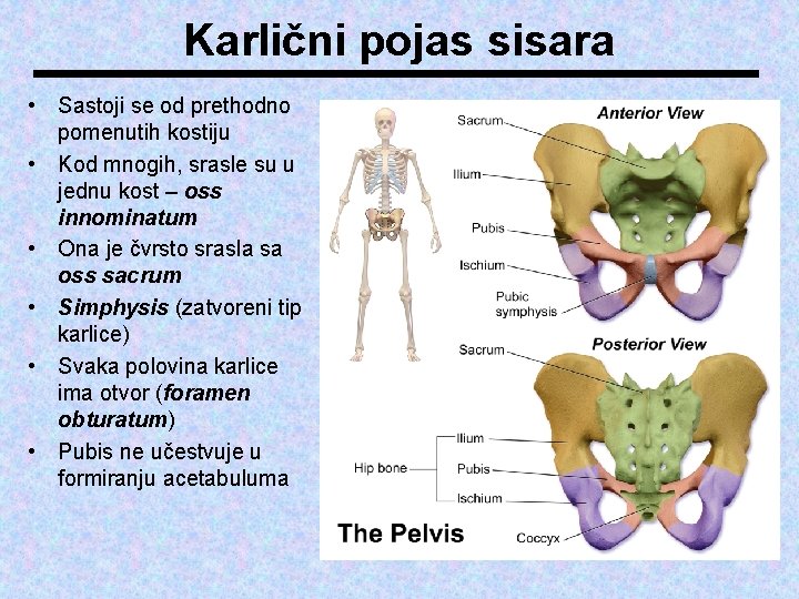 Karlični pojas sisara • Sastoji se od prethodno pomenutih kostiju • Kod mnogih, srasle