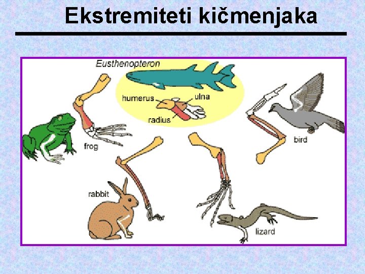 Ekstremiteti kičmenjaka 