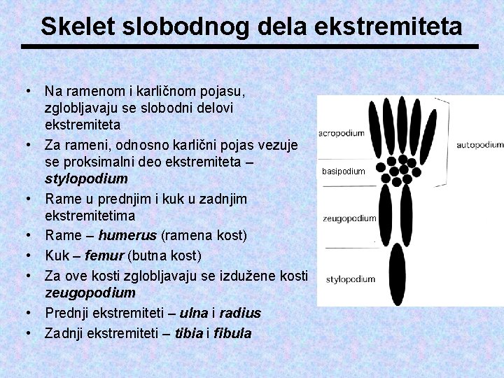 Skelet slobodnog dela ekstremiteta • Na ramenom i karličnom pojasu, zglobljavaju se slobodni delovi