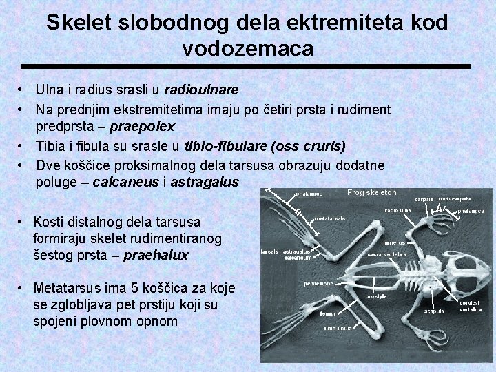 Skelet slobodnog dela ektremiteta kod vodozemaca • Ulna i radius srasli u radioulnare •