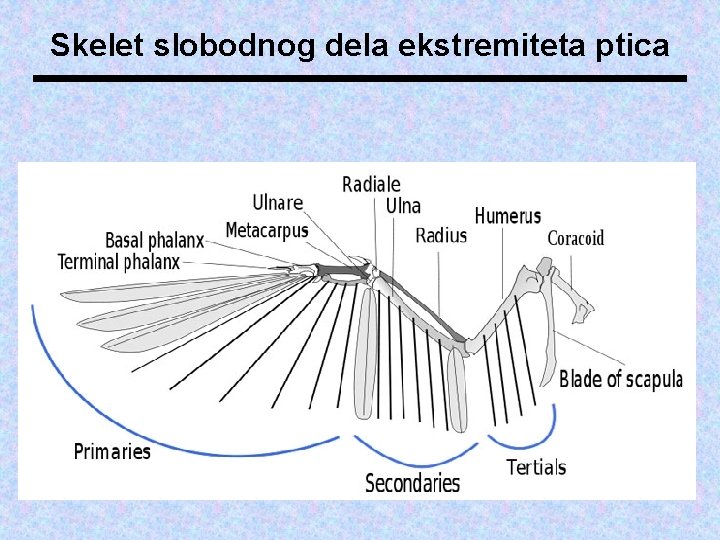 Skelet slobodnog dela ekstremiteta ptica 