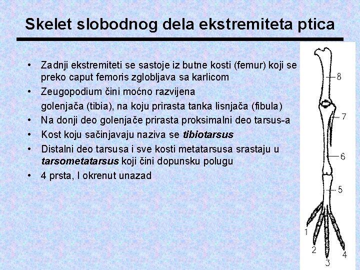 Skelet slobodnog dela ekstremiteta ptica • Zadnji ekstremiteti se sastoje iz butne kosti (femur)