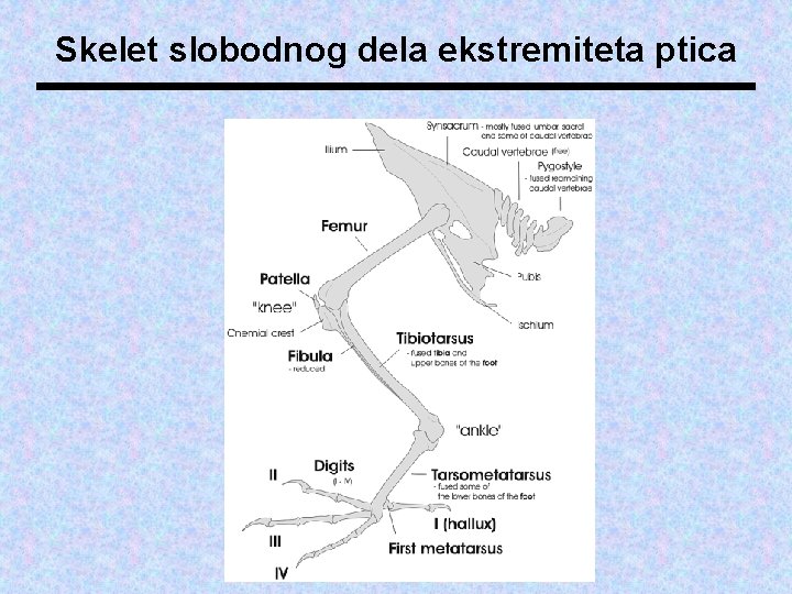 Skelet slobodnog dela ekstremiteta ptica 